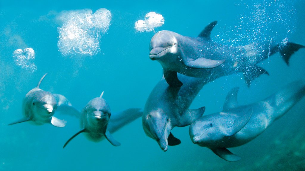 Xcaret Eco Theme Park showing marine life