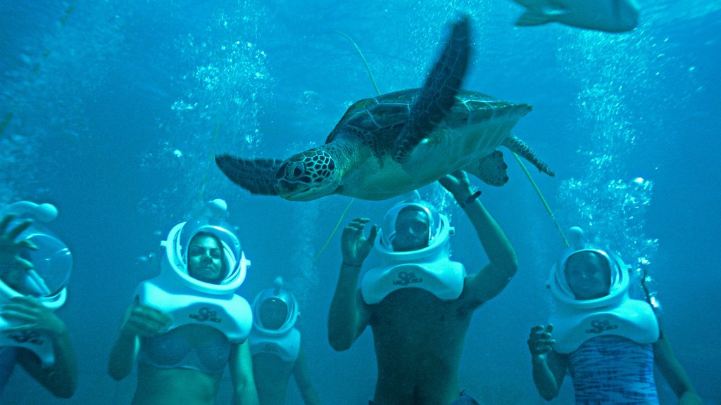 Xcaret Eco Theme Park showing rides and marine life as well as a small group of people