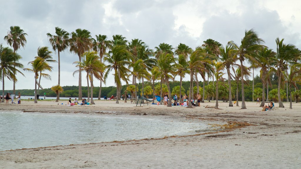 Miami mostrando vistas generales de la costa, escenas tropicales y una playa de arena