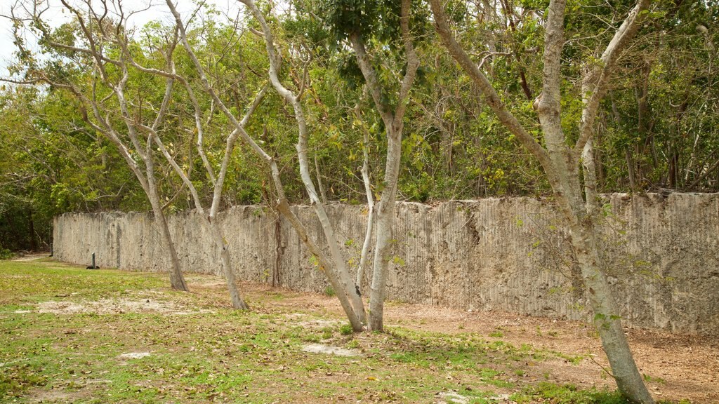 Parque estatal Windley Key Fossil Reef Geological mostrando jardín