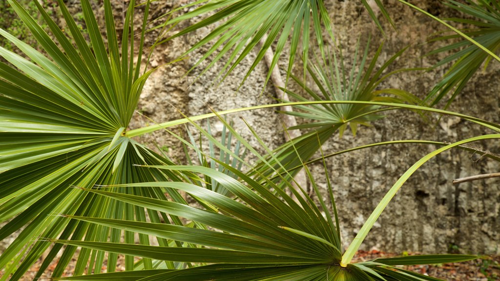 Windley Key Fossil Reef Geological State Park which includes a park