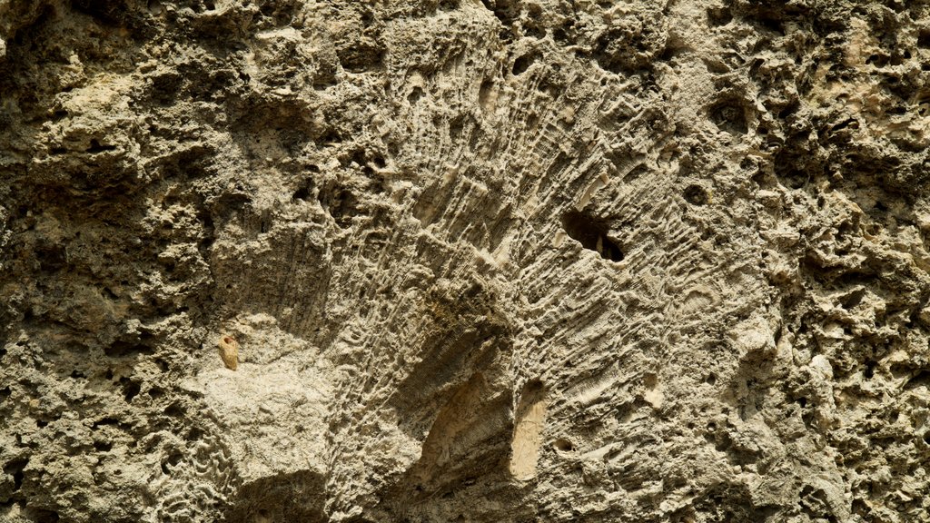 Parque estatal Windley Key Fossil Reef Geological