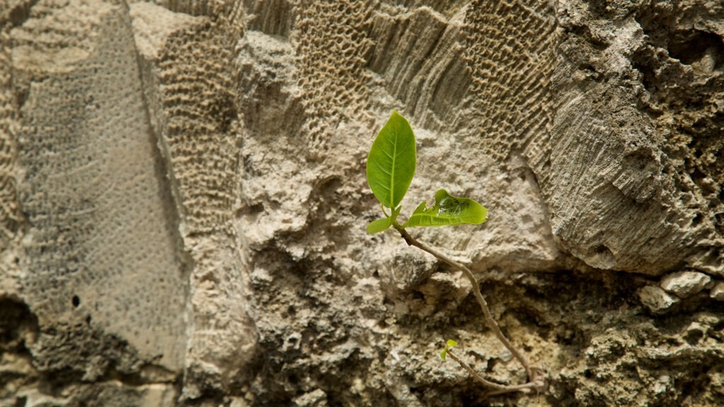 Parque estatal Windley Key Fossil Reef Geological