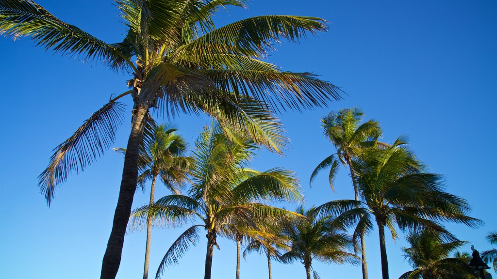 Las Olas Beach showing tropical scenes