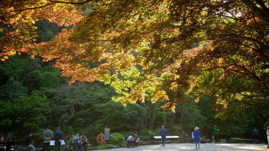 Cheonjiyeon Waterfall showing a park