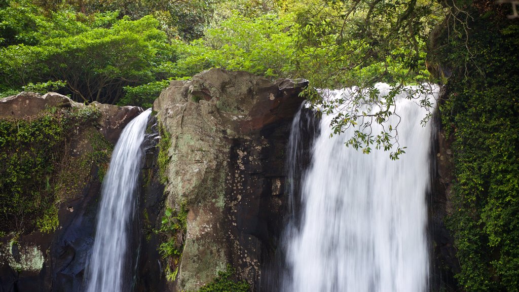 Cascadas de Cheonjiyeon que incluye una cascada