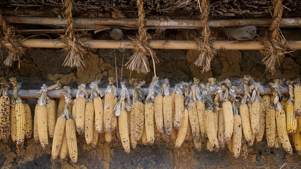 Jeju Folk Village Museum