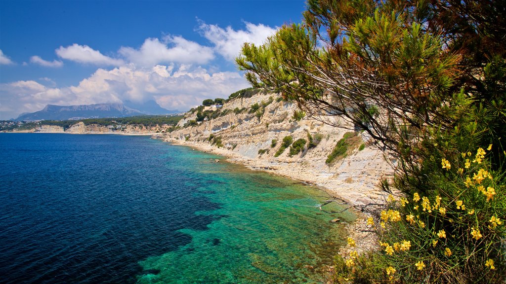 Costa di Benissa mostrando costa rocciosa, fiori di campo e vista della costa