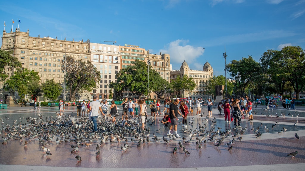 Plaza de Cataluña que incluye vida de las aves, escenas urbanas y un parque o plaza