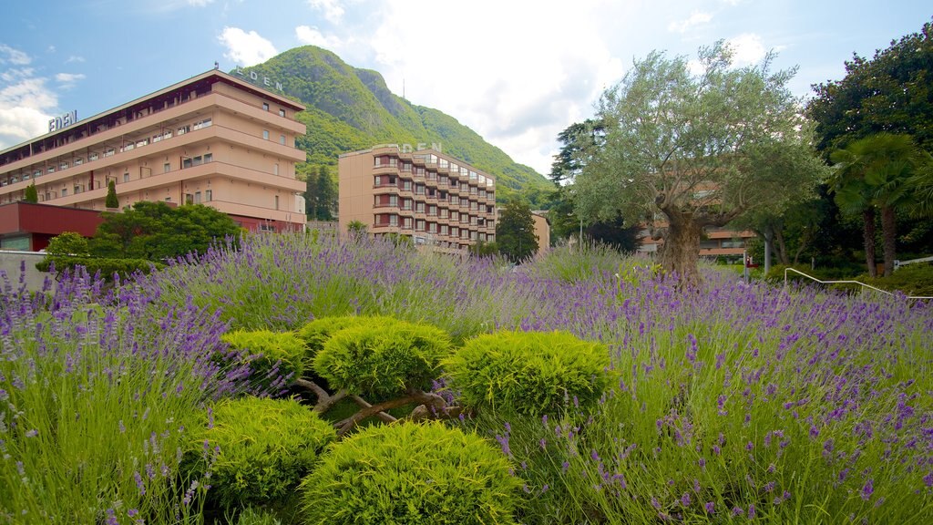 Paradiso mostrando una pequeña ciudad o aldea y flores silvestres