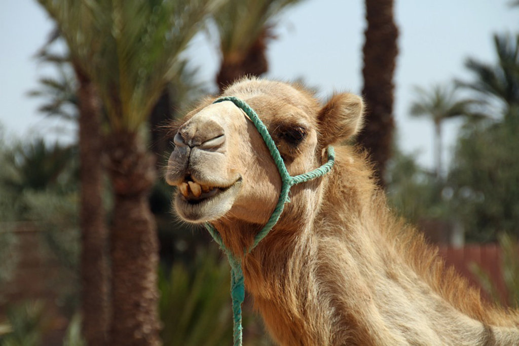 I cammelli sono fedeli compagni per le escursioni nel deserto - Guida al Deserto del Sahara - Photo credit Pixabay