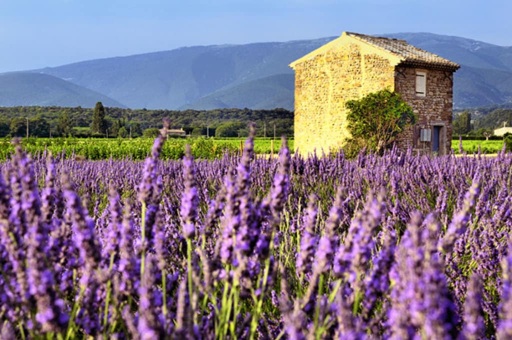 Una suggestiva immagine di un campo di lavanda in Provenza - Photo credit Shutterstock