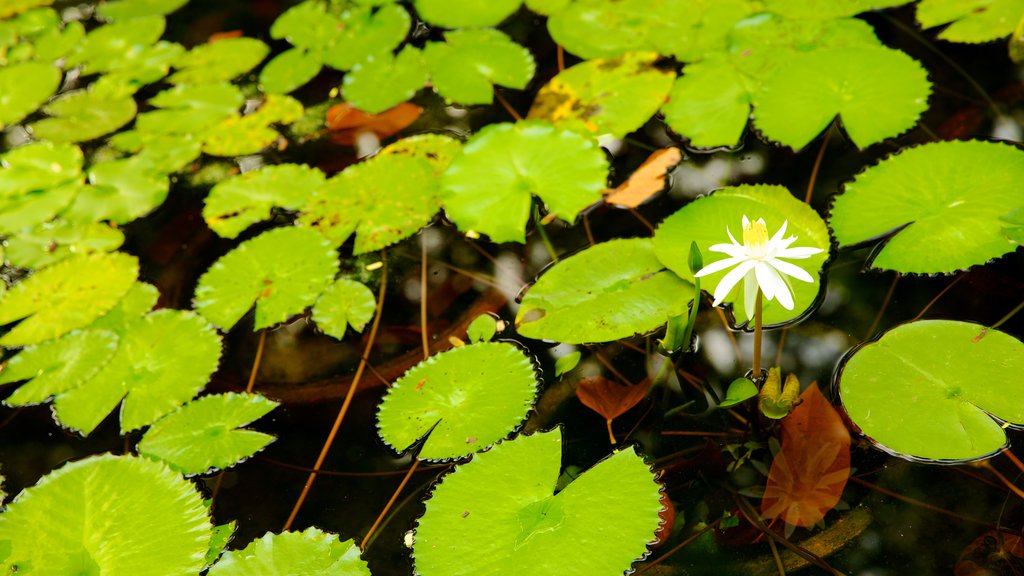 Parc Tao Dan qui includes fleurs