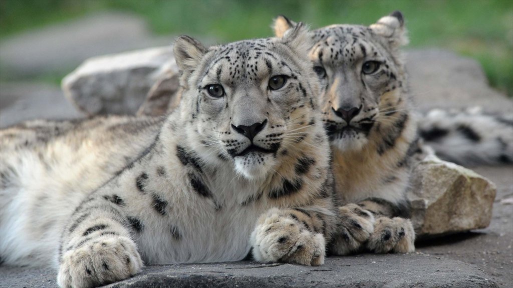 Brookfield Zoo montrant animaux de zoo et animaux dangereux