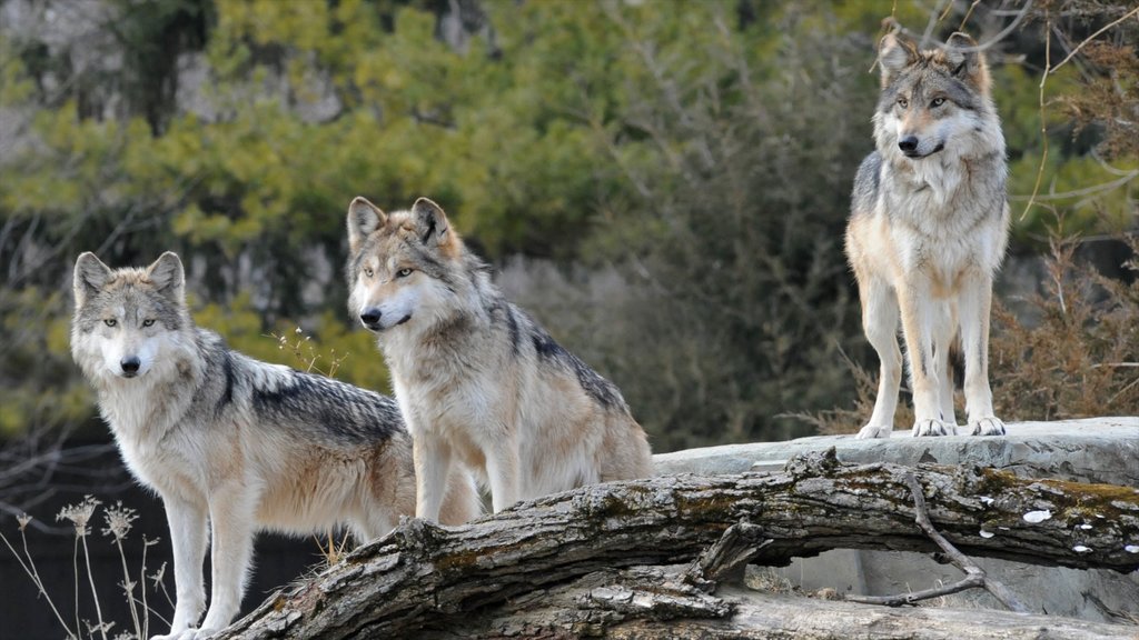 Brookfield Zoo mostrando animais de zoológico e animais perigosos