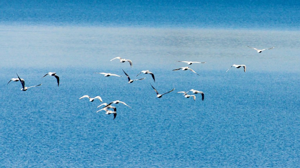 Bateau à vapeur TSS Earnslaw montrant vie des oiseaux