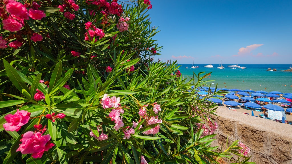 Bay of San Montano which includes wildflowers, a beach and general coastal views