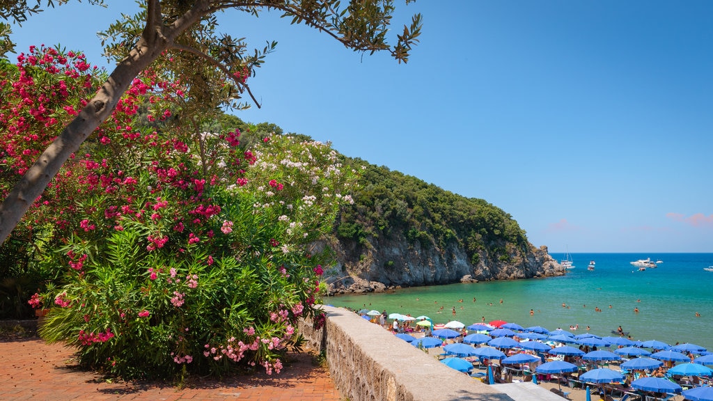 Bay of San Montano which includes general coastal views and wild flowers