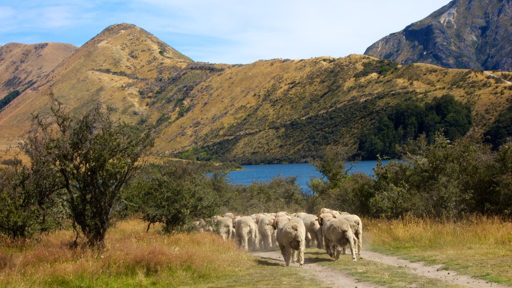 Queenstown showing a lake or waterhole and landscape views