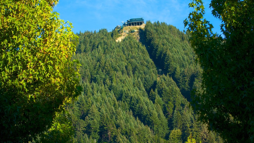 Bob\'s Peak showing landscape views and forests