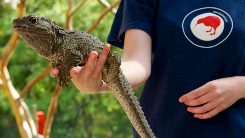 Taman Kiwi dan Burung yang mencakup fauna dan kebun binatang