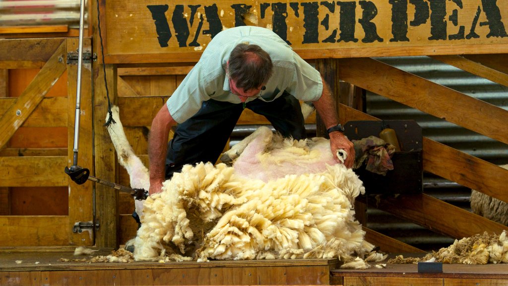 Walter Peak High Country Farm featuring farmland and animals as well as an individual male