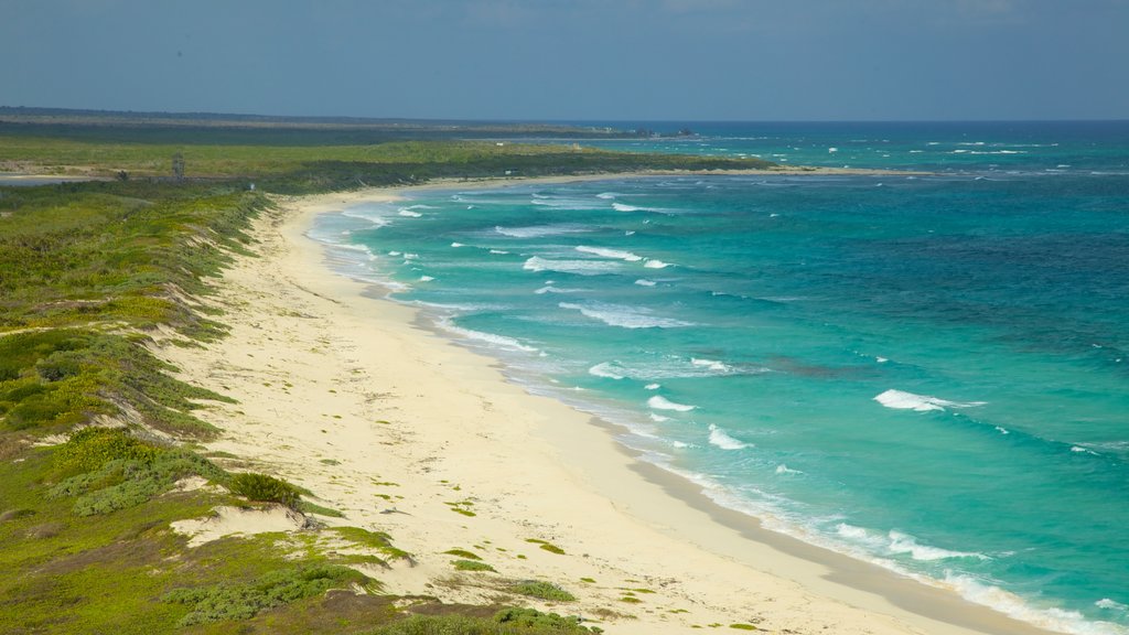 Cozumel ofreciendo vistas de paisajes, escenas tropicales y una playa