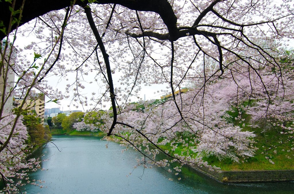 Hanami (by Paul Robinson, CC BY 2.0 - https://www.flickr.com/photos/paulrobinson/5672252247/ )