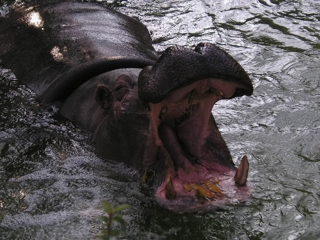 Un ippopotamo al Bioparco di Roma