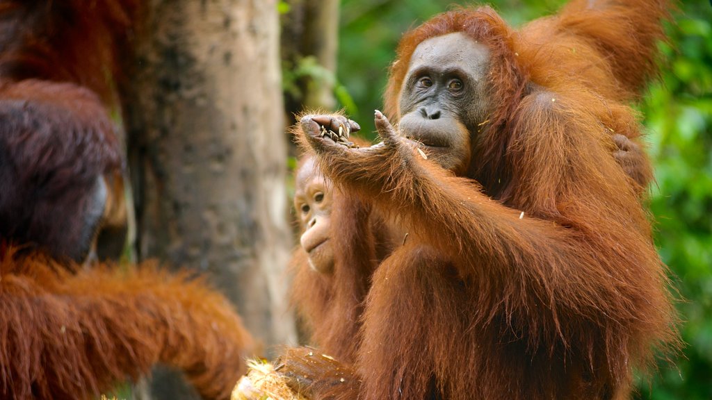 Semengoh Wildlife Centre which includes zoo animals