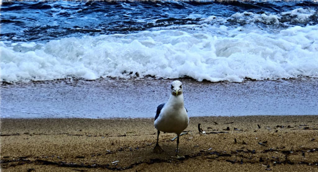 Isola del Giglio. Spiaggia delle caldane. Bruna Di Pierantonio/Flickr