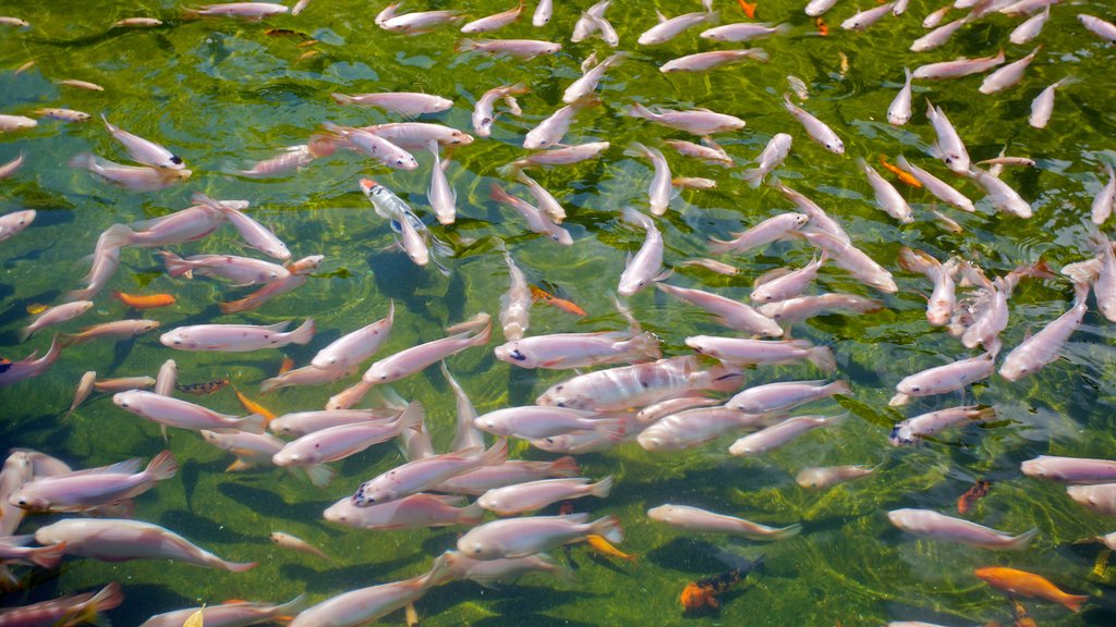 Kota Kinabalu featuring marine life