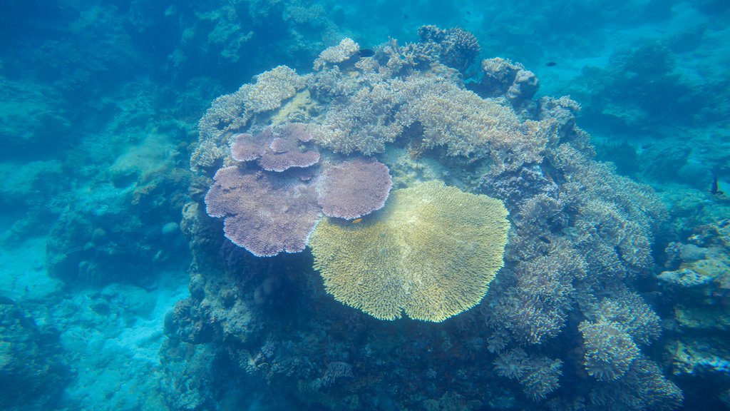 Ilha Redang mostrando vida marinha e coral