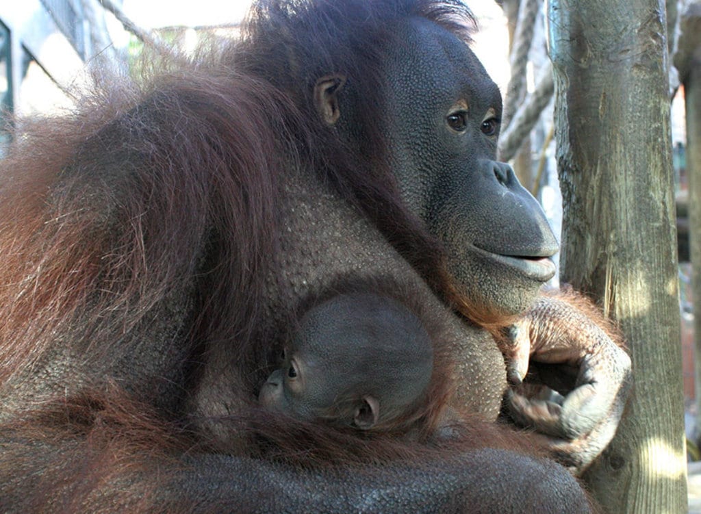 I gorilla della costa, presenti nello zoo di Barcellona, sono originari del Golfo di Guinea. Courtesy of © zoo Barcellona