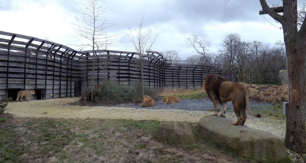 L'area dedicata ai leoni al Parc Zoologique del Bois de Vincennes By Léodras (Own work)  , via Wikimedia Commons