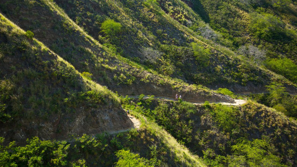 Diamond Head montrant panoramas et scènes forestières