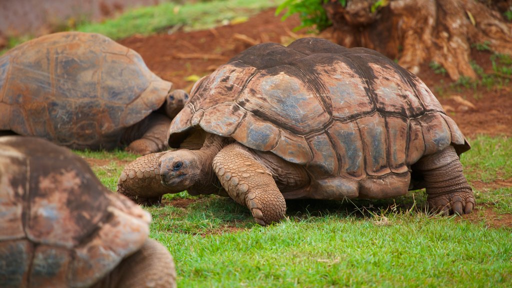 Honolulu Zoo showing zoo animals and animals