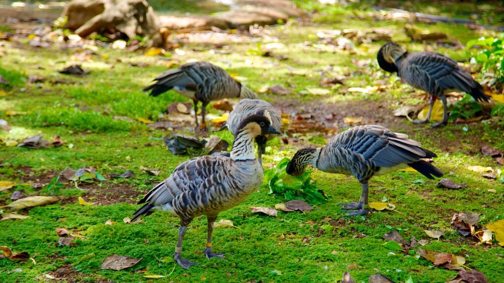 Honolulu Zoo which includes zoo animals and bird life