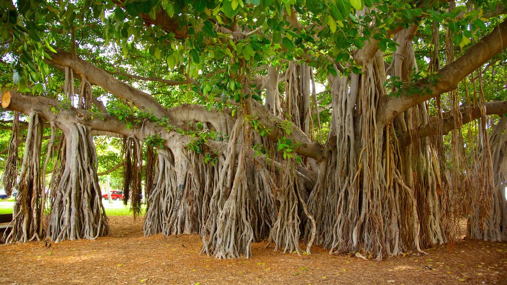 Kapiolani Park featuring a garden