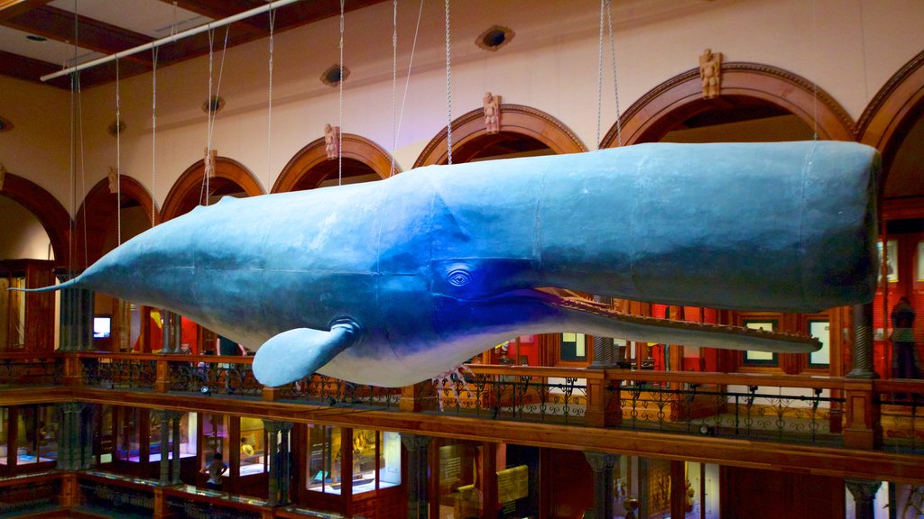 Bishop Museum showing interior views