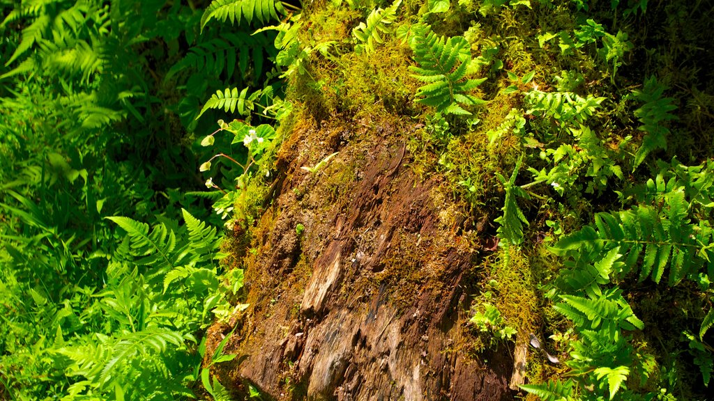 Akaka Falls mostrando florestas