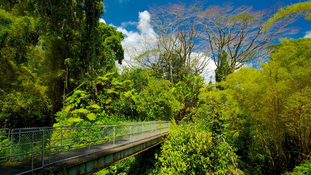 Akaka Falls featuring forests, a bridge and landscape views