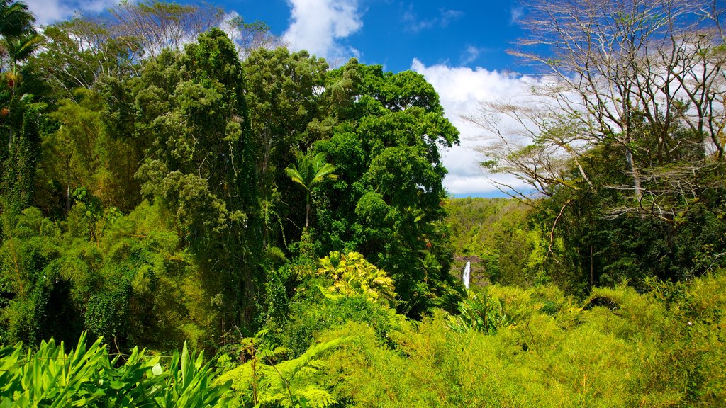 Akaka Falls que incluye vistas de paisajes y un jardín