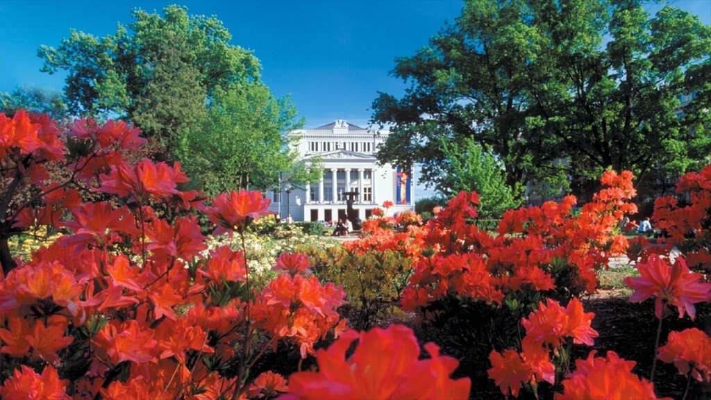 Riga showing flowers, a garden and a city