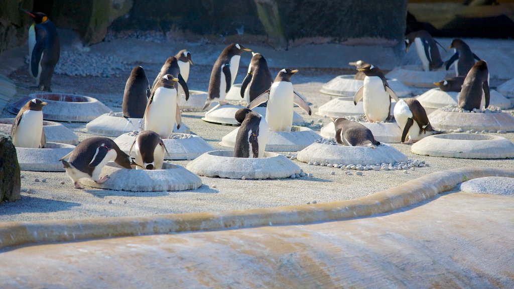 Edinburgh Zoo featuring bird life and zoo animals