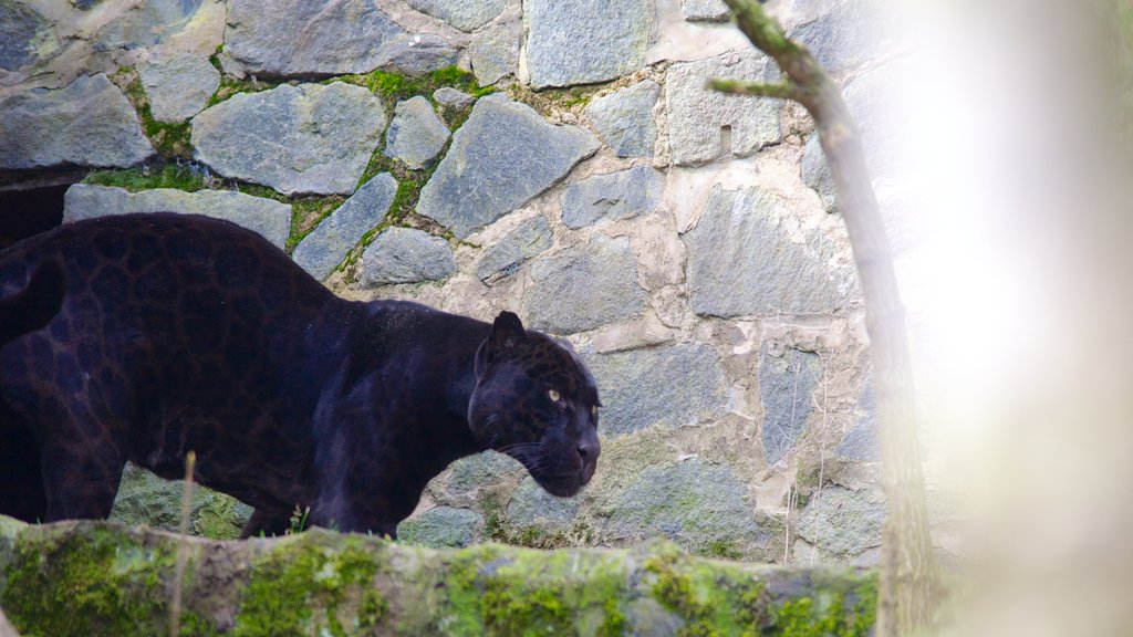 Edinburgh Zoo featuring dangerous animals and zoo animals