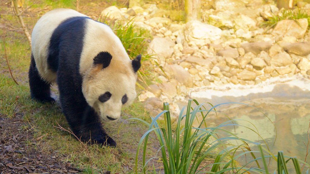 Edinburgh Zoo og byder på dyr fra zoologisk have og landdyr