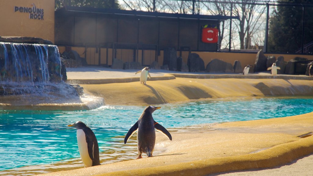 Zoo mit einem Meeresbewohner und Zootiere