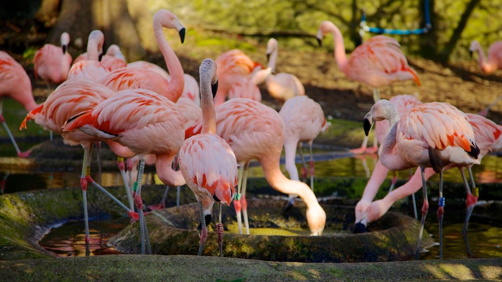 Edinburgh Zoo which includes zoo animals and bird life