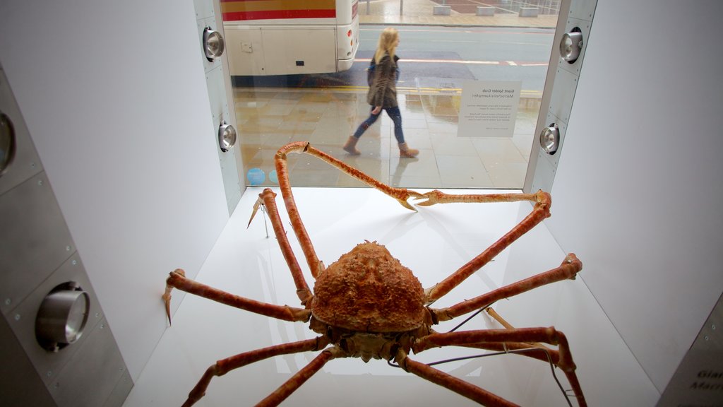 Manchester Museum showing interior views as well as an individual female